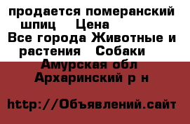 продается померанский шпиц  › Цена ­ 35 000 - Все города Животные и растения » Собаки   . Амурская обл.,Архаринский р-н